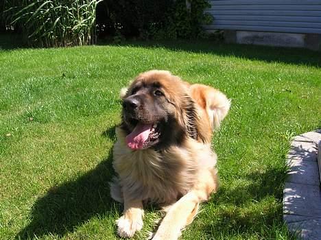 Leonberger Amanda  15-7-08 R.I.P - Hvor længe skal jeg ligge her ?? billede 14