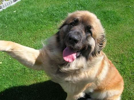 Leonberger Amanda  15-7-08 R.I.P - Pænt go dag.. billede 15