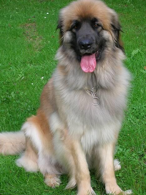 Leonberger Amanda  15-7-08 R.I.P - Nyt 20-12-06 billede 17