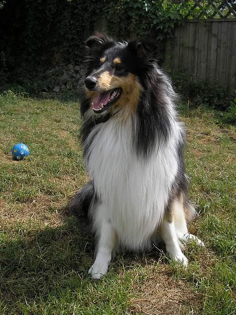 Collie langhåret Lucca   - JAAA! Sommer 2006!  billede 6
