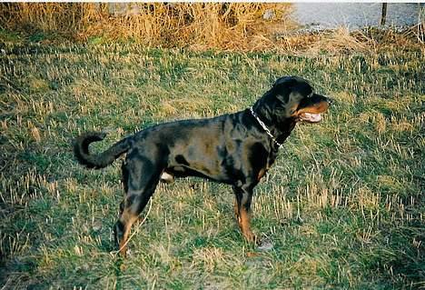 Rottweiler Zeus - nu "står" jeg ike ret meget længere billede 1