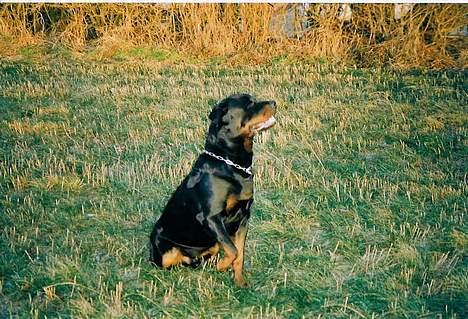 Rottweiler Zeus - kast et eller andet billede 2