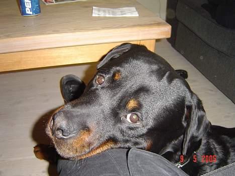 Rottweiler Zeus - Nej hvor jeg hygger billede 3