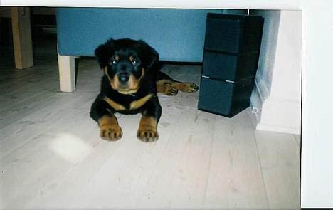 Rottweiler Zeus - Det var dengang hvor verden var stor.. nu er han stor. billede 4