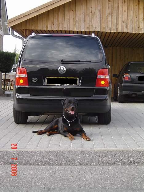 Rottweiler Zeus - levende bilalarm billede 5