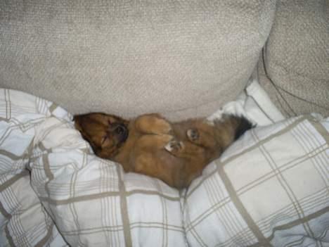 Pomeranian Chicco - uhh far det er dejlig med en lur her sammen med dig. billede 5