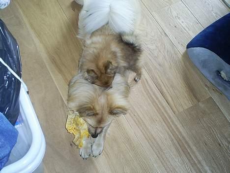 Pomeranian Chicco - kom nu storebror jeg vil lege billede 6