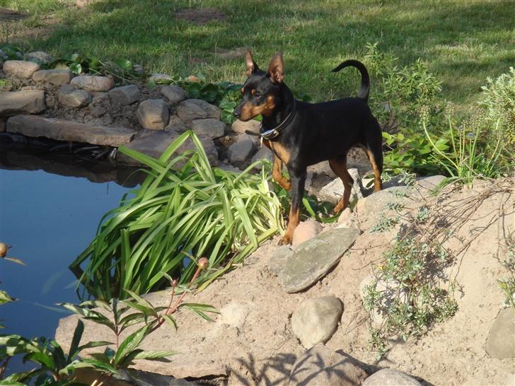 Dvaergpinscher  * (¯`'Raul Morris'´¯) * billede 18