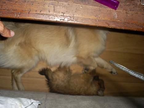 Pomeranian Chicco - øj storebror hvor jeg bare elsker når vi ligger sammen du varmer så godt... billede 7