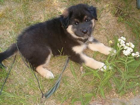 Blanding af racer ~¤~Qato~¤~ - fotogen er han da... billede 1