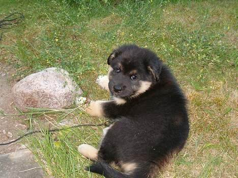 Blanding af racer ~¤~Qato~¤~ - Endnu en dejlig Qato billede 2