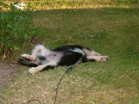 Blanding af racer ~¤~Qato~¤~ - Ligger lige og tager en lur i skyggen. billede 3