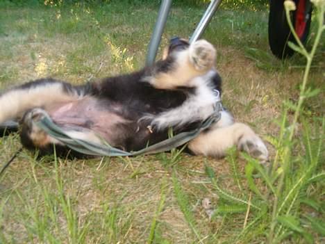 Blanding af racer ~¤~Qato~¤~ - Og så skal der leges!!! billede 4