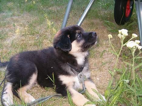 Blanding af racer ~¤~Qato~¤~ - ER jeg ikke dejlig mor??? billede 5