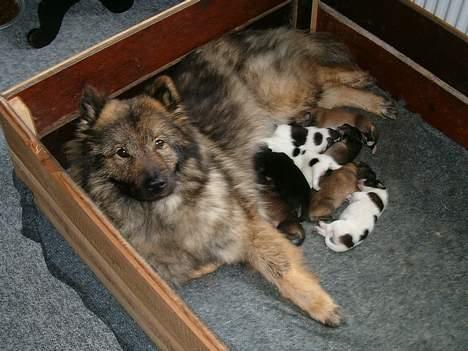 Blanding af racer ~¤~Qato~¤~ - Qato`s mor Cammi, hun fik hele 8 hvalpe!! billede 6