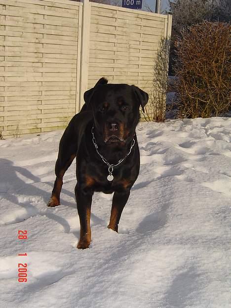 Rottweiler Zeus - sne og jeg bliver hvalp igen... :) billede 6