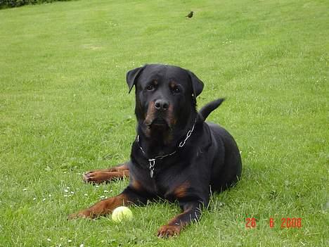 Rottweiler Zeus billede 7