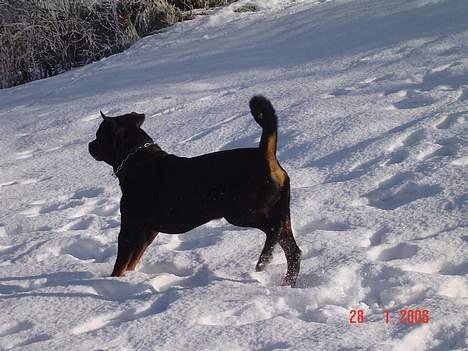 Rottweiler Zeus billede 8