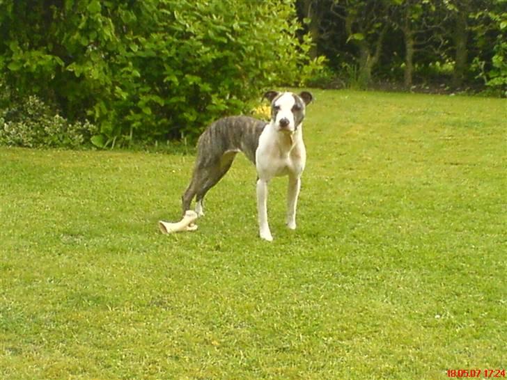 Amerikansk staffordshire terrier LunA billede 1