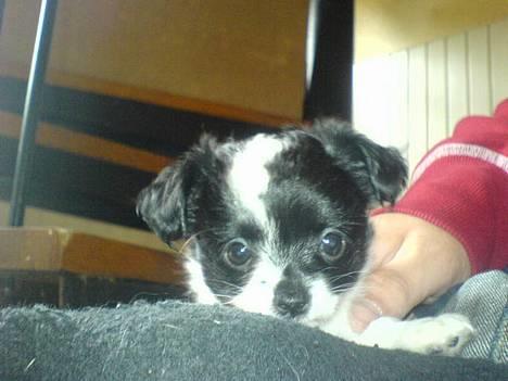 Blanding af racer Daisy billede 2