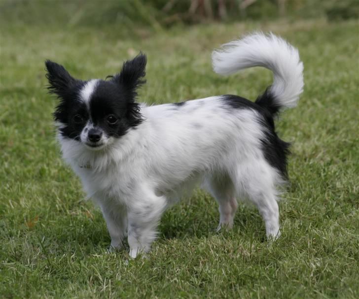 Blanding af racer Daisy - 031020008 billede 3