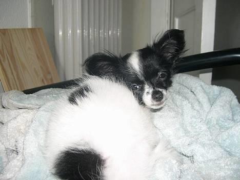 Blanding af racer Daisy billede 4