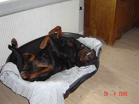 Rottweiler Zeus - sådan sover jeg bedst billede 9