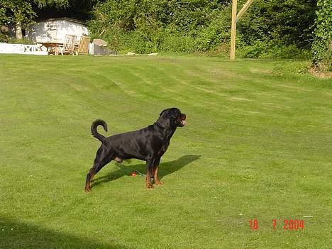 Rottweiler Zeus billede 10