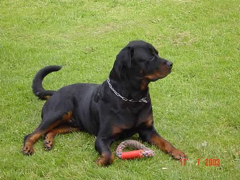 Rottweiler Zeus billede 11