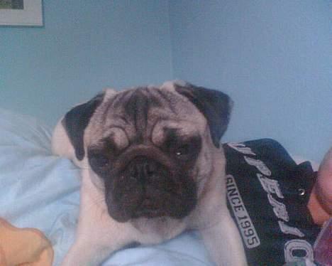 Mops Sille - zzzzzz jeg får lige en middagslur på mors mave.. billede 13