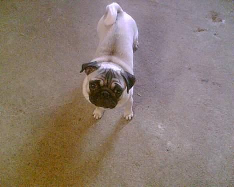 Mops Sille - mine store uskyldige hundeøjne c",) billede 14