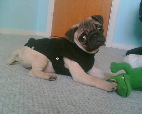Mops Sille - skal vi ud og gå nu, ligger jo lige og leger.. :) billede 15