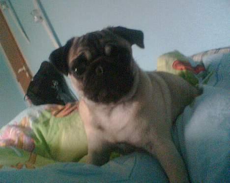 Mops Sille - moar, stop nu billede 16