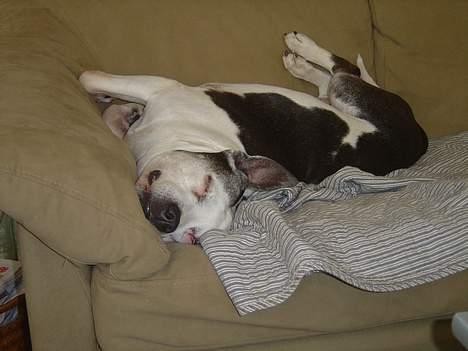 Blanding af racer Zenith - Død 1. juni 2007 - Middagslur .... billede 13