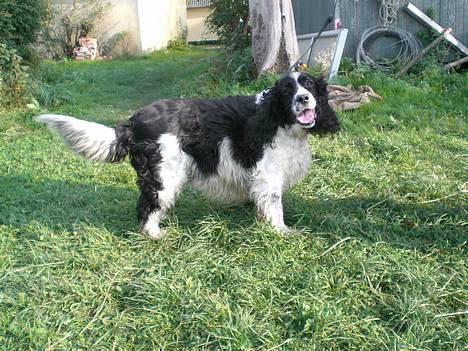 Engelsk springer spaniel Hansen *engel* - Dejlige Hanne ude ved hestene;) billede 2