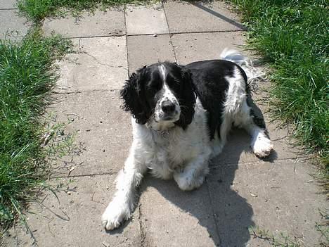 Engelsk springer spaniel Hansen *engel* - Dejlige lille Hans<3 billede 3