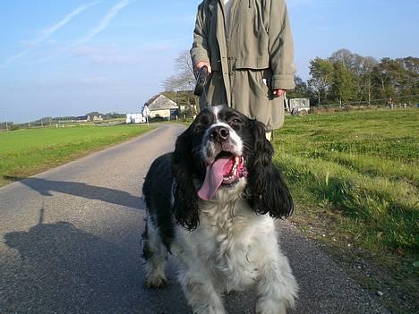 Engelsk springer spaniel Hansen *engel* - Hanne på tur. Elsker den dreng! billede 4