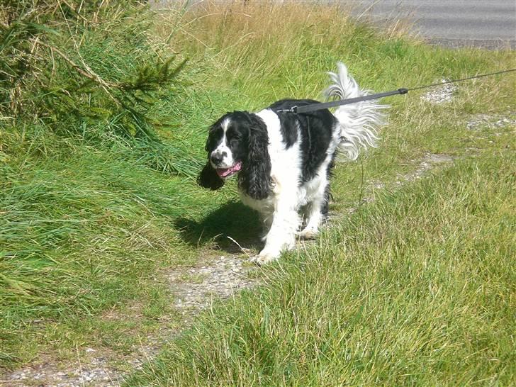 Engelsk springer spaniel Hansen *engel* - Hanne på farten;) billede 5