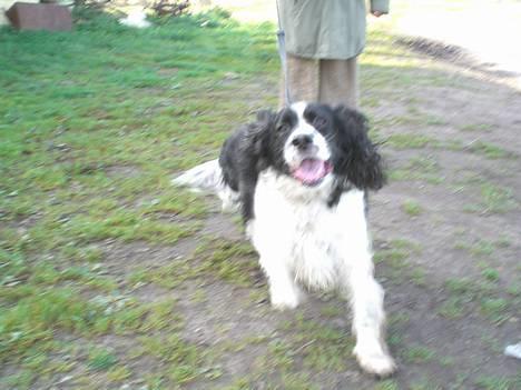 Engelsk springer spaniel Hansen *engel* - hanne på tur billede 6