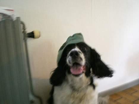 Engelsk springer spaniel Hansen *engel* - Hans med fiskerhat;) billede 8