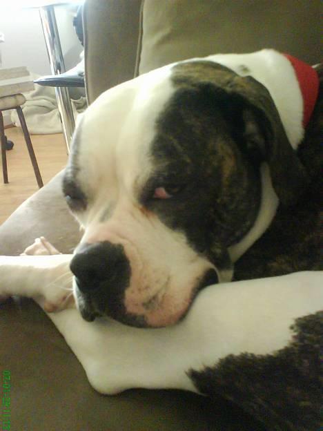 Amerikansk bulldog Missy - stener!!!  Shhh billede 5