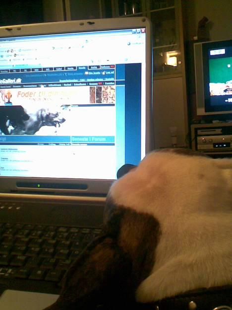 Amerikansk bulldog Missy - Missy følger også med på hundegalleri.dk :) billede 6