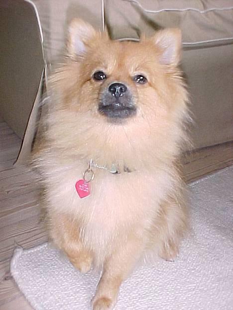 Pomeranian Foxy - halløjsa! billede 1