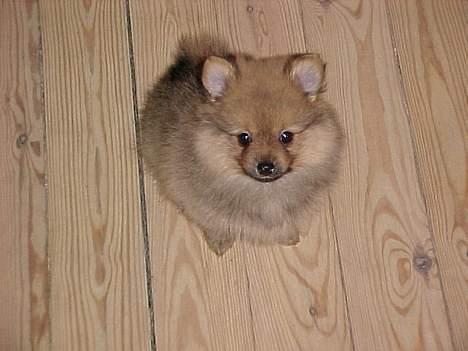 Pomeranian Foxy - Man skal jo lige se sin nye "mor"  billede 2