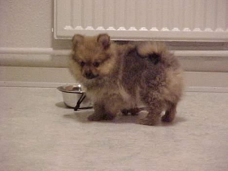 Pomeranian Foxy - Foxys første dag hjemme ved os omkring fastelavn 2005 billede 3