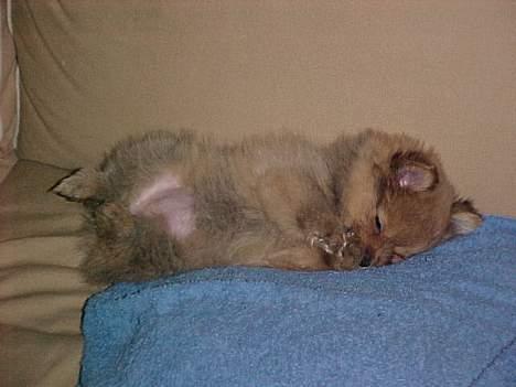 Pomeranian Foxy - Hmm vi snakkede om at når vi fik hund skulle den ikke være i sofaen. tjaa billede 4