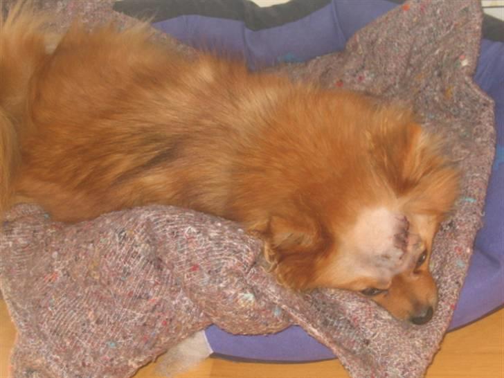 Pomeranian Foxy - Foxy har lige fået fjernet en kæmpe bule, dr. dyr havde tidligere sagt det var et overben, men det vidste sig heldigvis at det var noget hun er født med, og det aldrig kommer igen. Pyha  billede 5