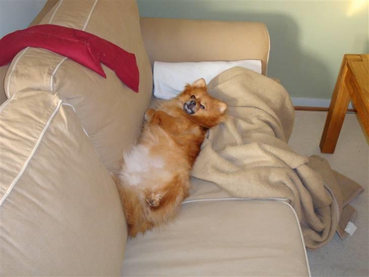 Pomeranian Foxy billede 6