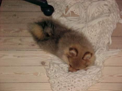 Pomeranian Foxy billede 7