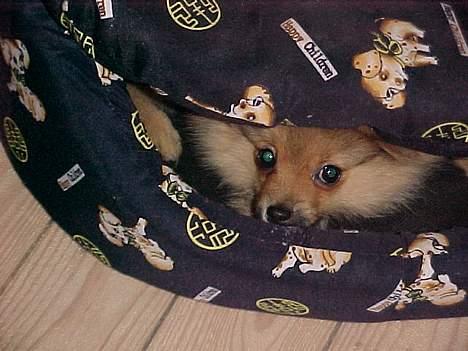 Pomeranian Foxy - leger gemmeleg billede 8